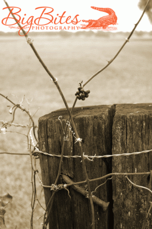 fence-berry.gif