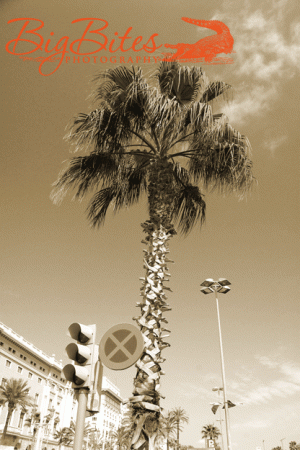 Lisbon-Light-and-Palm.gif