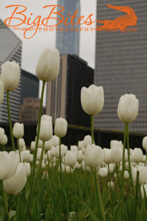 Tulips-in-city.gif
