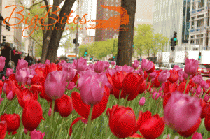 tulips-in-the-city.gif