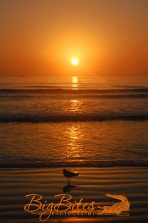 Sunrise-w-Standing-Bird-color-Florida-Beach-Big-Bites-Photography.jpg