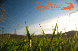grass-big-bites-photography.gif