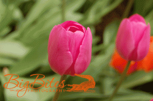 two-tulips.gif