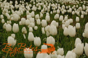 white-tulips.gif