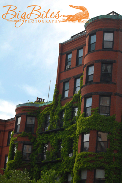 Boston-Building-with-Ivy-Crawling-up-Side