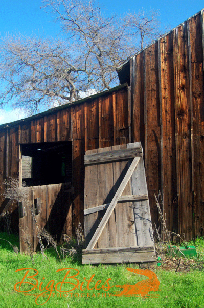 Napa-California-Old-Barn-Door-with-Grass-Big-Bites-Photography
