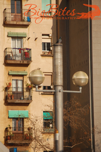 Bird-and-light-and-building
