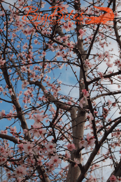 Cherry-Barcelona