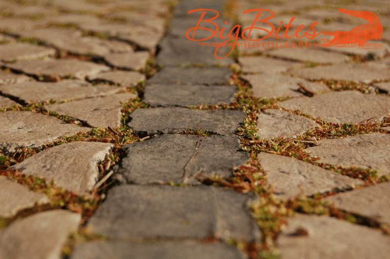 Grass-and-Cracks-Lisbon