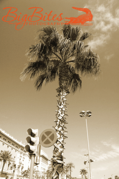 Lisbon-Light-and-Palm