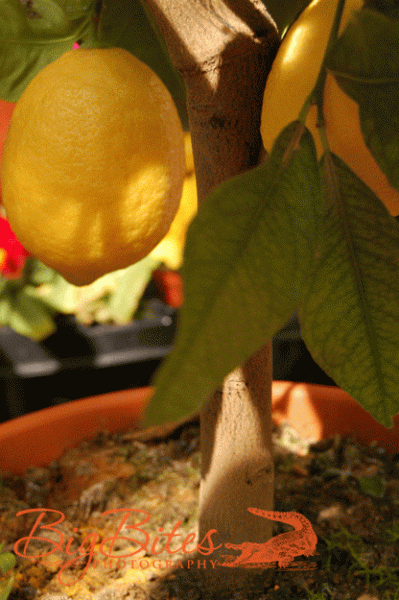 Madrid-Lemons