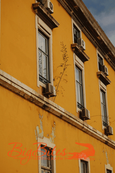 Tree-in-the-wall