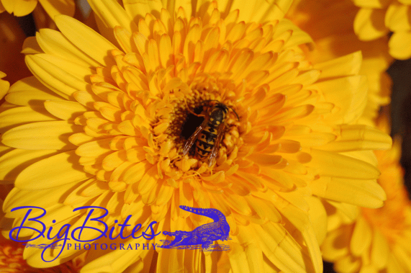 bumble-bee