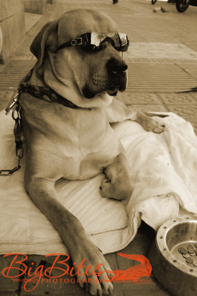 cool-pup-1