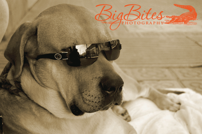 cool-pup