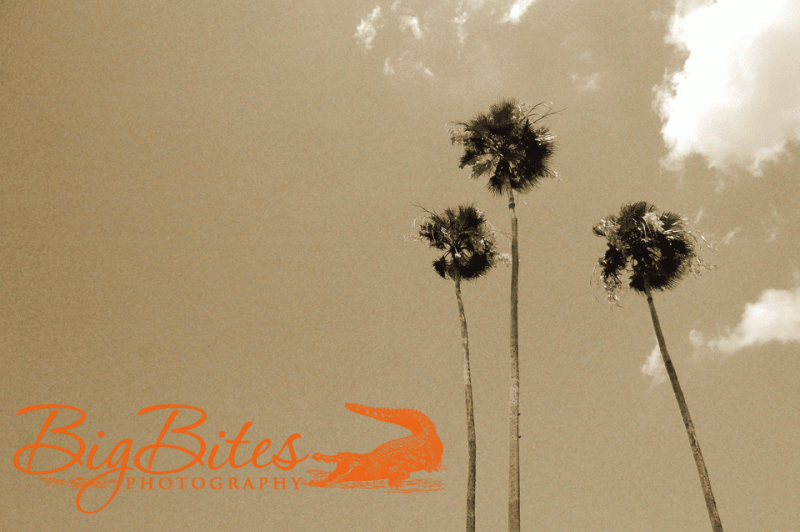 Bayshore-10