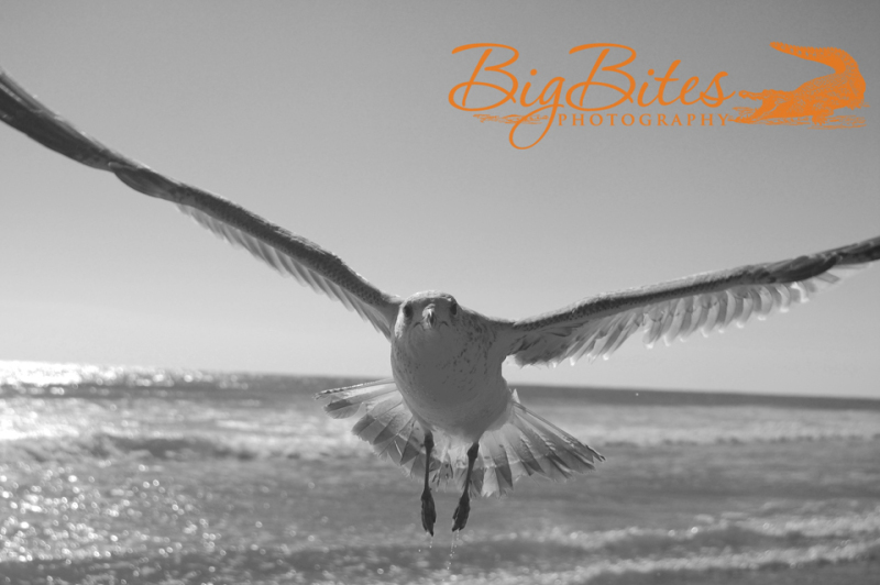 A-little-scary-b-and-w-Florida-Seagull-on-Beach-Big-Bites-Photography