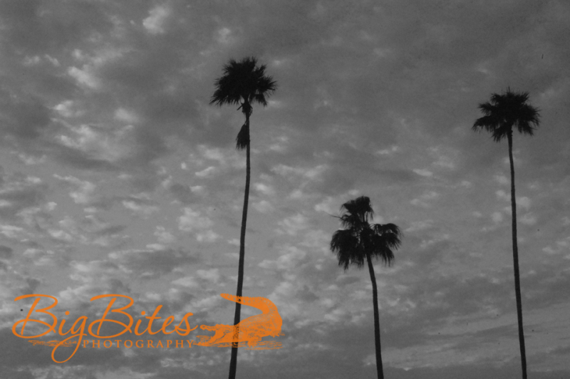 Aperture-Palms-and-Clouds-black-and-white-Tampa-Florida-Big-Bites-Photography