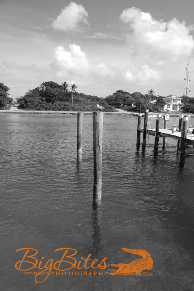 Bahamian-Bird-b-and-w-Big-Bites-Photography