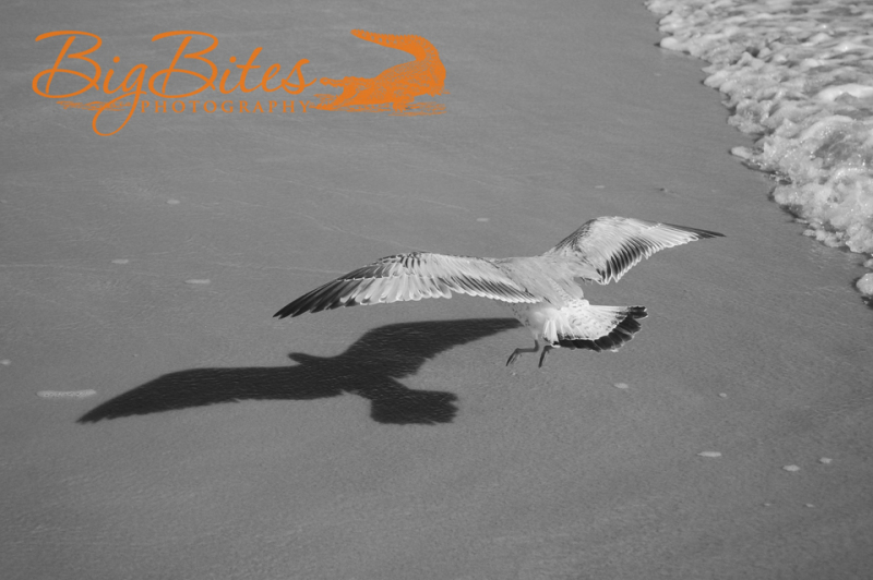 Bird-Shadow-b-and-w-Florida-Seagull-on-Beach-Big-Bites-Photography