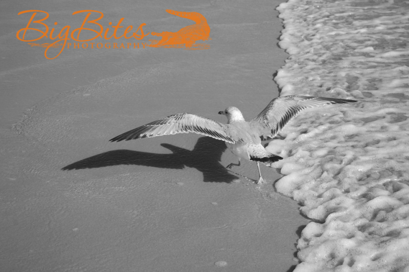 Dancing-Bird-b-and-w-Florida-Beach-Big-Bites-Photography