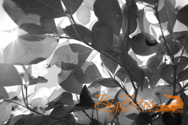 Dogwood-b-and-w-in-Boston-Big-Bites-Photography