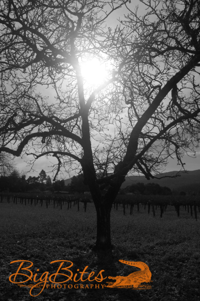 God-Saying-Hello-b-and-w-Napa-Valley-California-Big-Bites-Photography