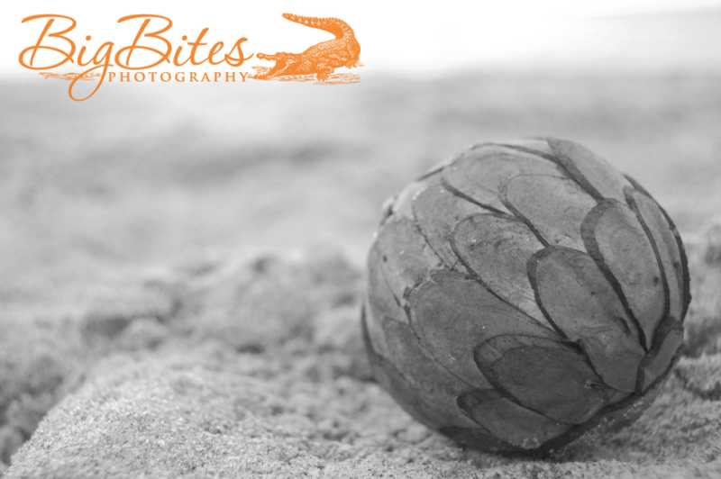 Green-Sphere-b-and-w-Florida-Beach-Big-Bites-Photography