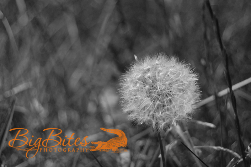 Make-a-Wish-b-and-w-Big-Bites-Photography