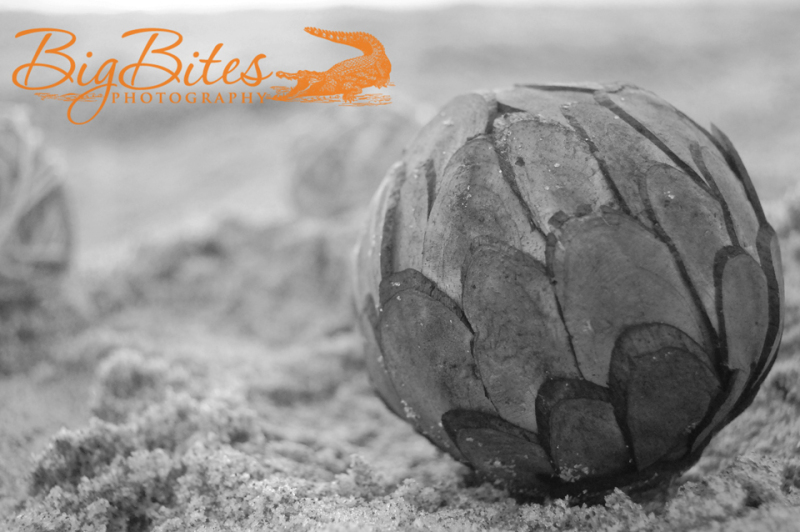 Multiple-Spheres-b-and-w-Florida-Beach-Big-Bites-Photography