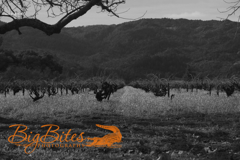Mustard-Flowers-b-and-w-Napa-Valley-California-Big-Bites-Photography