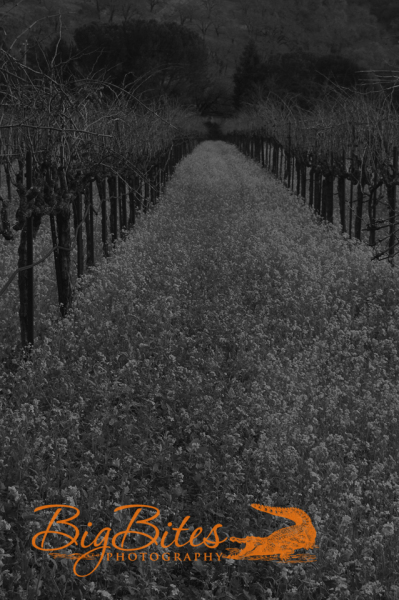 Napa-Vineyard-b-and-w-California-Big-Bites-Photography