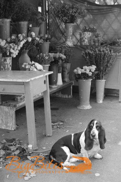 One-of-each-please-including-the-Pup-Florence-Italy-Florist-and-dog-Big-Bites-Photography