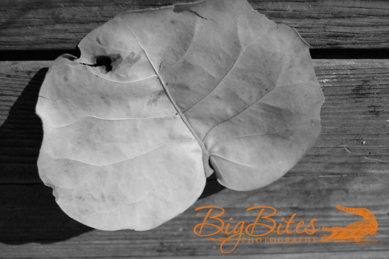 Orange-Leaf-Brown-Wood-b-a