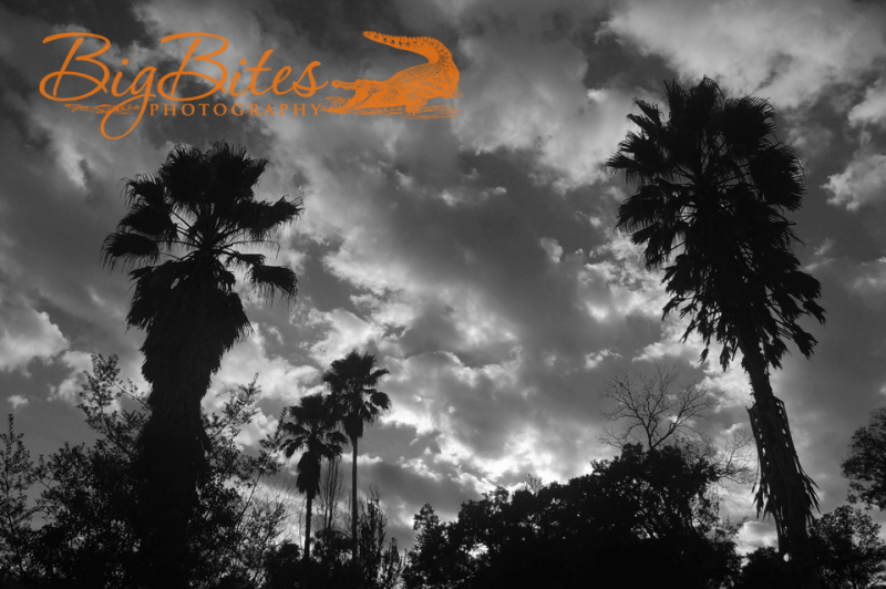 Palms-in-Archer-b-and-w-Big-Bites-Photography