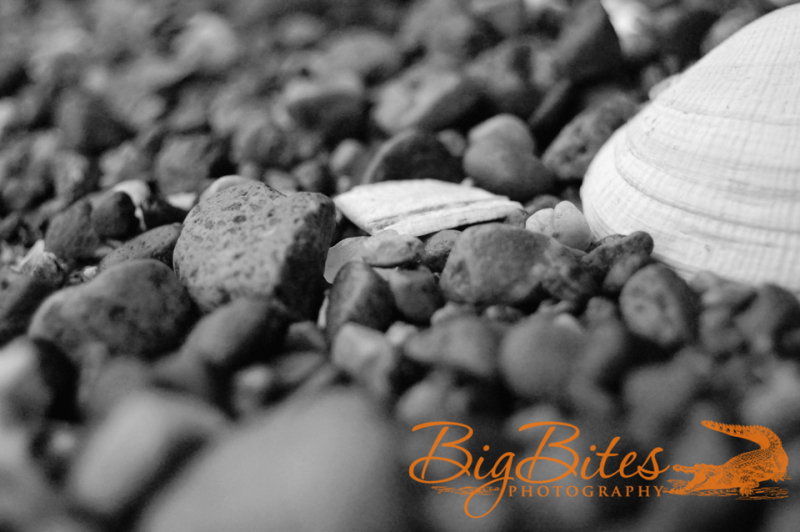 Rocks-and-Shell-b-and-w-Big-Bites-Photography