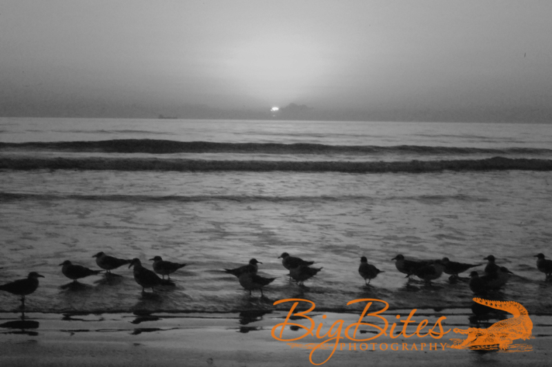 Sunrise-b-and-w-Florida-Beach-Big-Bites-Photography