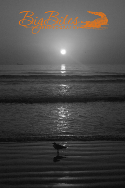 Sunrise-with-Standing-Bird-Florida-beach-Big-Bites-Photography