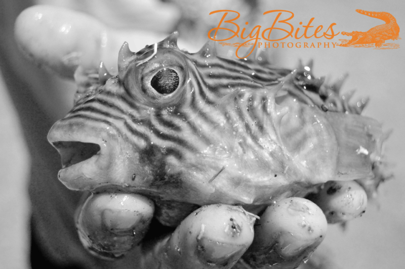 Ta-Da-1-b-and-w-Puffer-Fish-Florida-Big-Bites-Photography