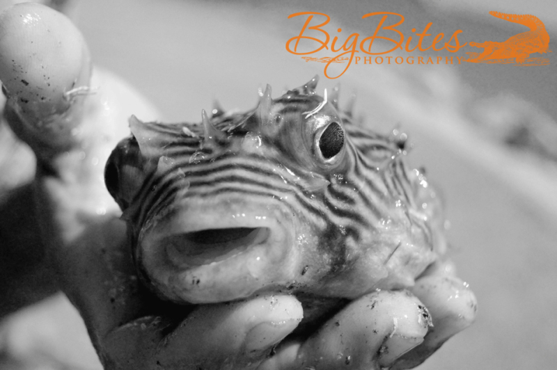 This-Guy-Got-Thrown-Back-b-and-w-puffer-fish-Florida-Big-Bites-Photography