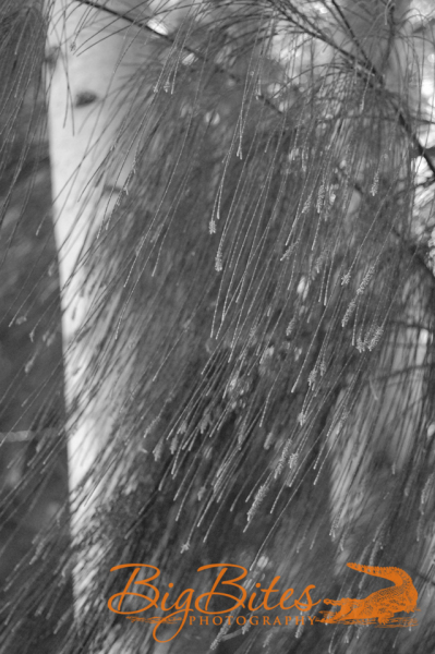 Tree-Cat-Tails-b-and-w