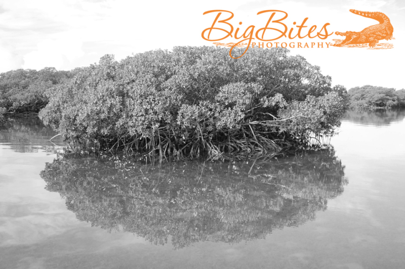 Tree-Reflection-b-and-w-Bahamas-Big-Bites-Photography
