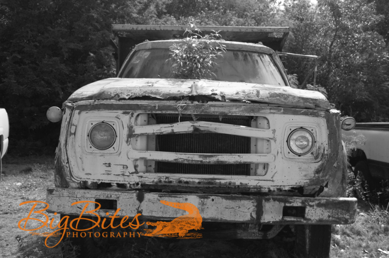 Truck-and-tree-b-and-w-Bahamas-Big-Bites-Photography
