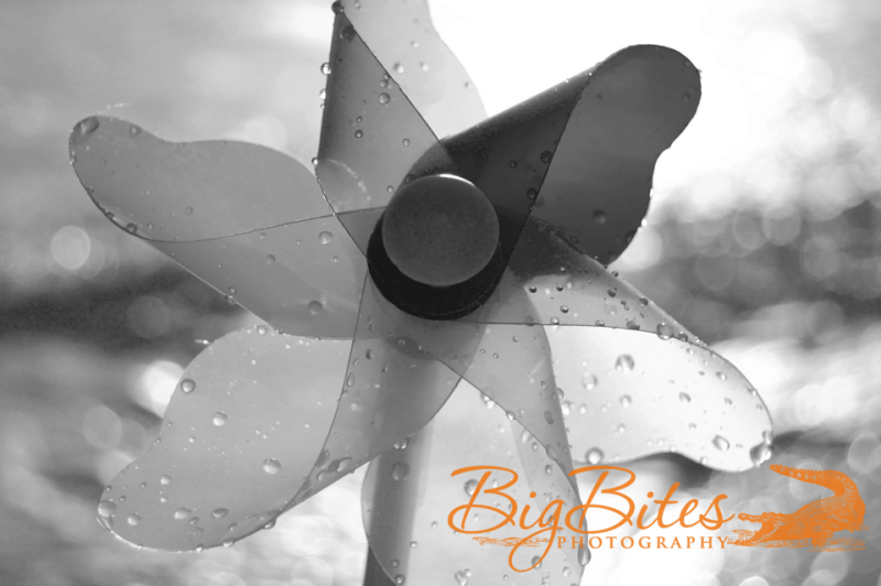 Wet-Pinwheel-b-and-w-Florida-Beach-Big-Bites-Photography