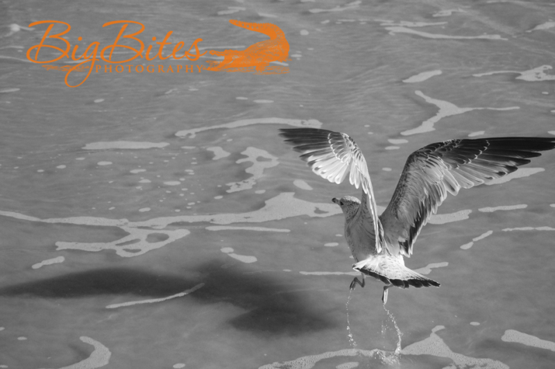 Yoga-bird-b-and-w-Florida-seagull-on-beach-Big-Bites-Photography