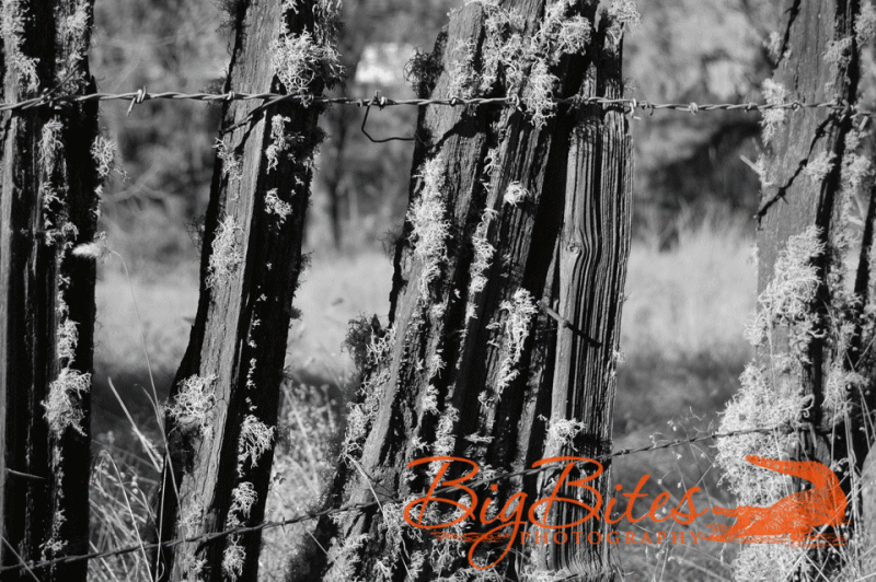 barbed-wire-broken-fence-wi