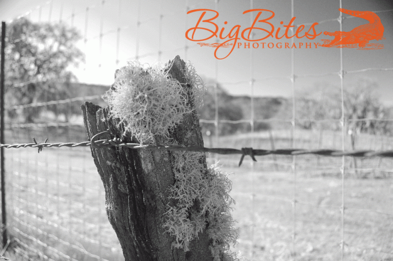 barbed-wire-fence-and-moss-