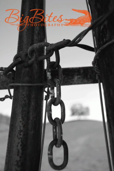 chain-and-tree-black-and-wh