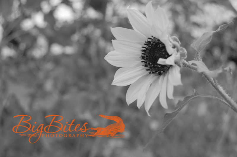 sunflower-bw