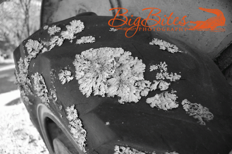 tire-and-moss-black-and-whi